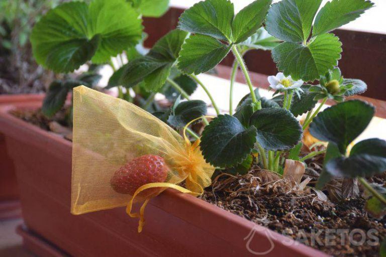 Ochrana rostlin - jahoda v organzovém sáčku. Ochrana rostlin, ovoce, hroznů