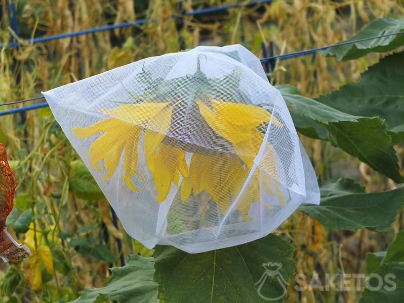 Ochrana slunečnicových semen před ptáky - zahradní ochranné sáčky